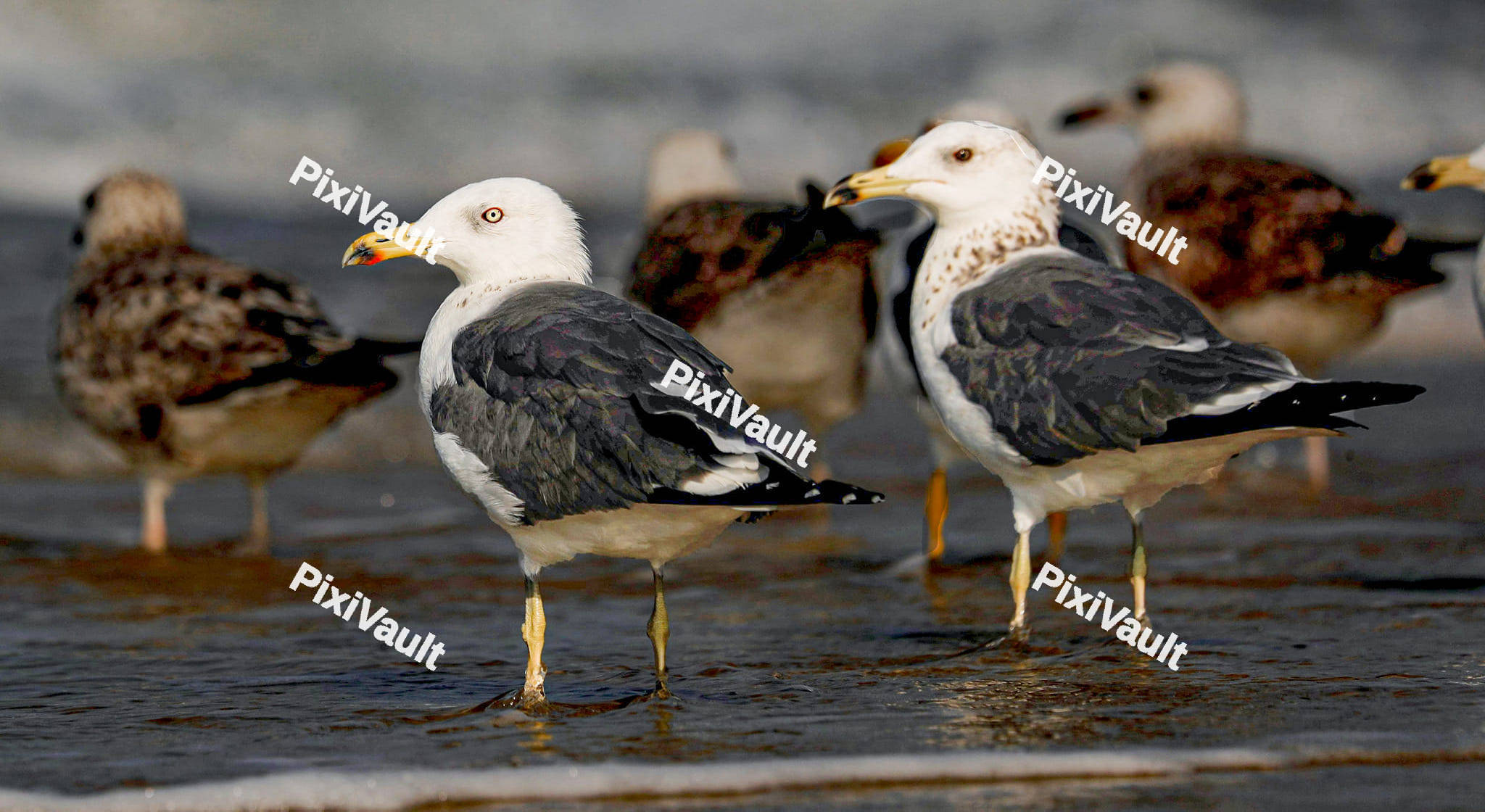 Yellow-Legged Gull Bird